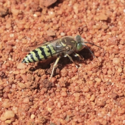 Bembix sp. (genus) (Unidentified Bembix sand wasp) at ANBG - 2 Dec 2019 by AlisonMilton