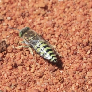 Bembix sp. (genus) at Hackett, ACT - 3 Dec 2019