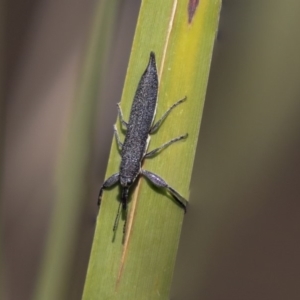 Rhinotia phoenicoptera at Acton, ACT - 3 Dec 2019 09:51 AM