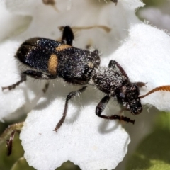 Eleale pulchra (Clerid beetle) at ANBG - 4 Dec 2019 by AlisonMilton