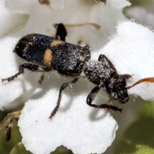 Eleale pulchra at Acton, ACT - 4 Dec 2019