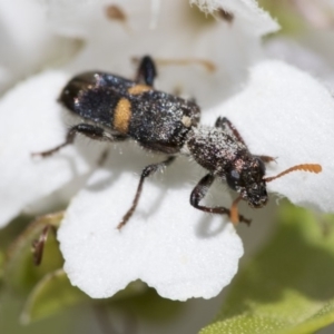 Eleale pulchra at Acton, ACT - 4 Dec 2019