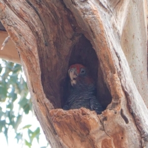 Callocephalon fimbriatum at Hughes, ACT - 29 Dec 2019