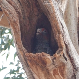 Callocephalon fimbriatum at Hughes, ACT - 29 Dec 2019