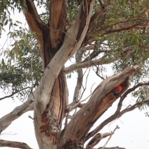 Callocephalon fimbriatum at Hughes, ACT - 29 Dec 2019