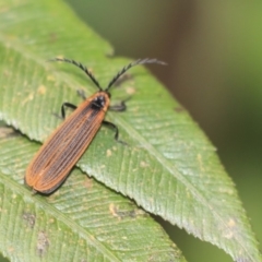 Porrostoma sp. (genus) (Lycid, Net-winged beetle) at Acton, ACT - 9 Dec 2019 by AlisonMilton