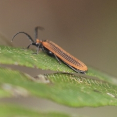 Porrostoma sp. (genus) at Acton, ACT - 9 Dec 2019