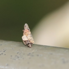Psychidae (family) IMMATURE (Unidentified case moth or bagworm) at Acton, ACT - 9 Dec 2019 by AlisonMilton