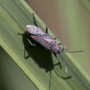 Lygaeidae (family) at Acton, ACT - 3 Dec 2019