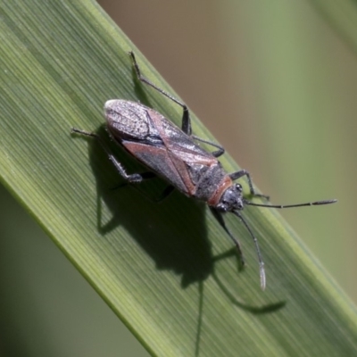 Lygaeidae (family) (Seed bug) at Acton, ACT - 2 Dec 2019 by AlisonMilton