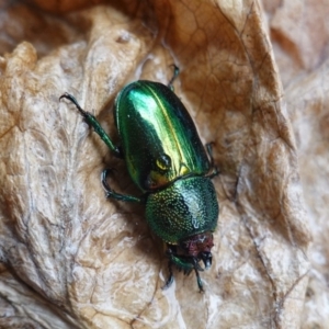 Lamprima aurata at Hughes, ACT - 29 Dec 2019 03:03 PM