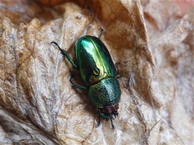 Lamprima aurata (Golden stag beetle) at Hughes, ACT - 29 Dec 2019 by JackyF