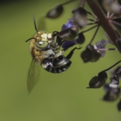 Amegilla sp. (genus) (Blue Banded Bee) at Acton, ACT - 4 Dec 2019 by AlisonMilton