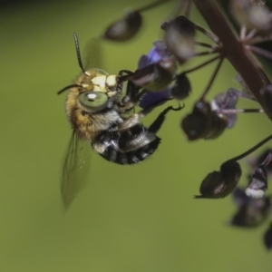 Amegilla sp. (genus) at Acton, ACT - 4 Dec 2019