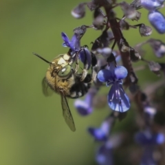 Amegilla sp. (genus) at Acton, ACT - 4 Dec 2019