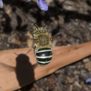 Amegilla sp. (genus) at Acton, ACT - 4 Dec 2019