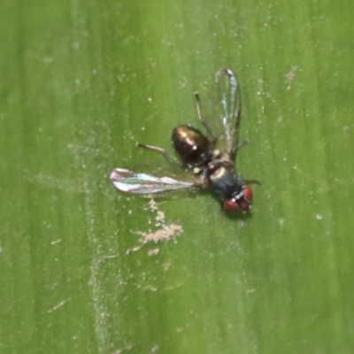 Rivellia connata (A signal fly) at ANBG - 9 Dec 2019 by AlisonMilton