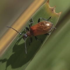 Ecnolagria grandis (Honeybrown beetle) at ANBG - 2 Dec 2019 by AlisonMilton