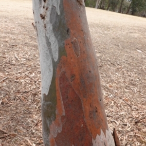 Eucalyptus mannifera at Garran, ACT - 29 Dec 2019