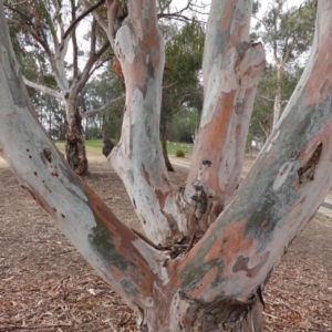 Eucalyptus mannifera at Garran, ACT - 29 Dec 2019 04:22 PM