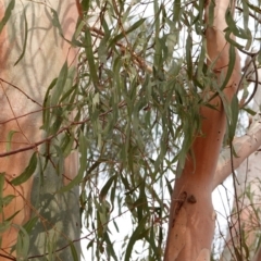 Eucalyptus mannifera at Garran, ACT - 29 Dec 2019
