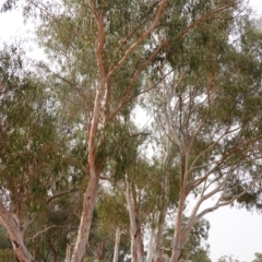 Eucalyptus mannifera at Garran, ACT - 29 Dec 2019