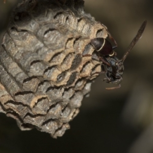 Ropalidia plebeiana at Acton, ACT - 3 Dec 2019