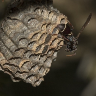 Ropalidia plebeiana (Small brown paper wasp) at Acton, ACT - 2 Dec 2019 by AlisonMilton