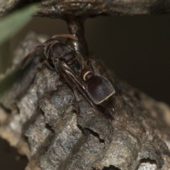 Ropalidia plebeiana at Acton, ACT - 3 Dec 2019