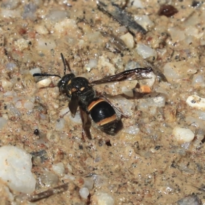 Eumeninae (subfamily) (Unidentified Potter wasp) at Hackett, ACT - 2 Dec 2019 by AlisonMilton