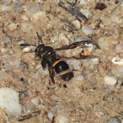 Eumeninae (subfamily) (Unidentified Potter wasp) at Hackett, ACT - 3 Dec 2019 by AlisonMilton