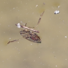 Notonectidae (family) (Backswimmer) at Acton, ACT - 3 Dec 2019 by AlisonMilton