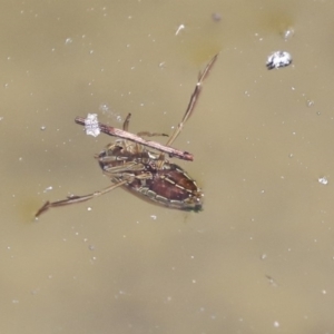 Notonectidae (family) at Acton, ACT - 3 Dec 2019