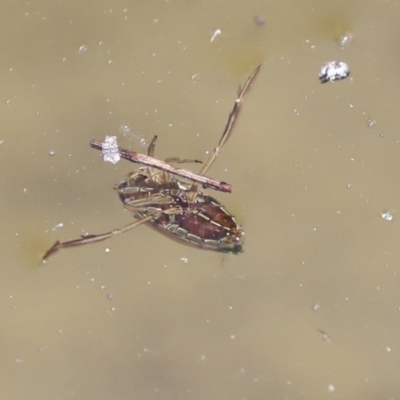 Notonectidae (family) (Backswimmer) at ANBG - 3 Dec 2019 by AlisonMilton