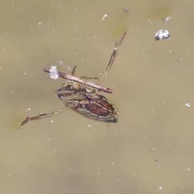 Notonectidae (family) (Backswimmer) at Acton, ACT - 3 Dec 2019 by AlisonMilton