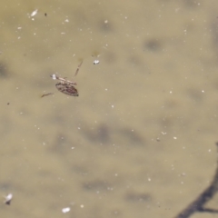 Notonectidae (family) at Acton, ACT - 3 Dec 2019