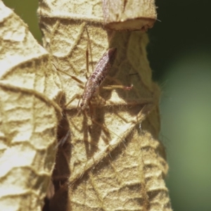 Nabis sp. (genus) at Acton, ACT - 3 Dec 2019