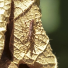 Nabis sp. (genus) at Acton, ACT - 3 Dec 2019