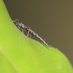 Idolothrips spectrum (Giant thrips) at Acton, ACT - 9 Dec 2019 by AlisonMilton