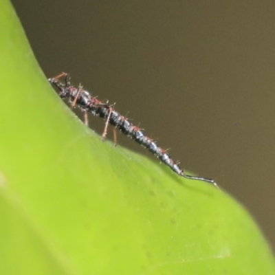 Idolothrips spectrum (Giant thrips) at ANBG - 9 Dec 2019 by AlisonMilton