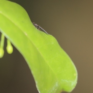 Idolothrips spectrum at Acton, ACT - 9 Dec 2019