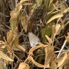 Zizina otis (Common Grass-Blue) at Fowles St. Woodland, Weston - 29 Dec 2019 by AliceH