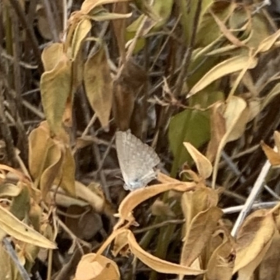 Zizina otis (Common Grass-Blue) at Fowles St. Woodland, Weston - 29 Dec 2019 by AliceH