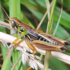 Kosciuscola cognatus (A grasshopper) at Nimmo, NSW - 29 Dec 2019 by Harrisi