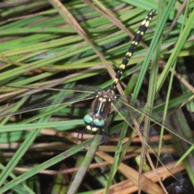 Synthemis eustalacta (Swamp Tigertail) at Nimmo, NSW - 29 Dec 2019 by Harrisi