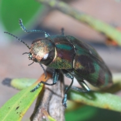 Melobasis sp. (genus) (Unidentified Melobasis jewel Beetle) at Nimmo, NSW - 29 Dec 2019 by Harrisi