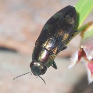 Melobasis sp. (genus) at Nimmo, NSW - 29 Dec 2019 09:09 PM