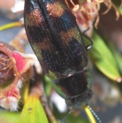 Melobasis sp. (genus) at Nimmo, NSW - 29 Dec 2019