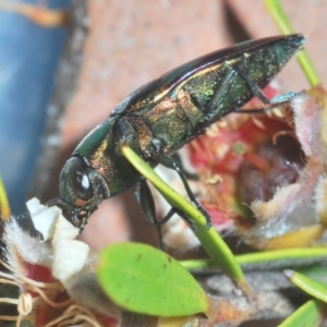 Melobasis sp. (genus) at Nimmo, NSW - 29 Dec 2019 09:09 PM