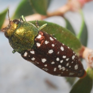 Diphucrania leucosticta at Berridale, NSW - 29 Dec 2019 03:41 PM